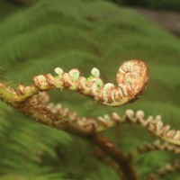 Sphaeropteris crinita  (Hook.) R.M.Tryon